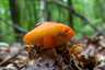 Feketedő nedűgomba (Hygrocybe conica), Budai-hegység
